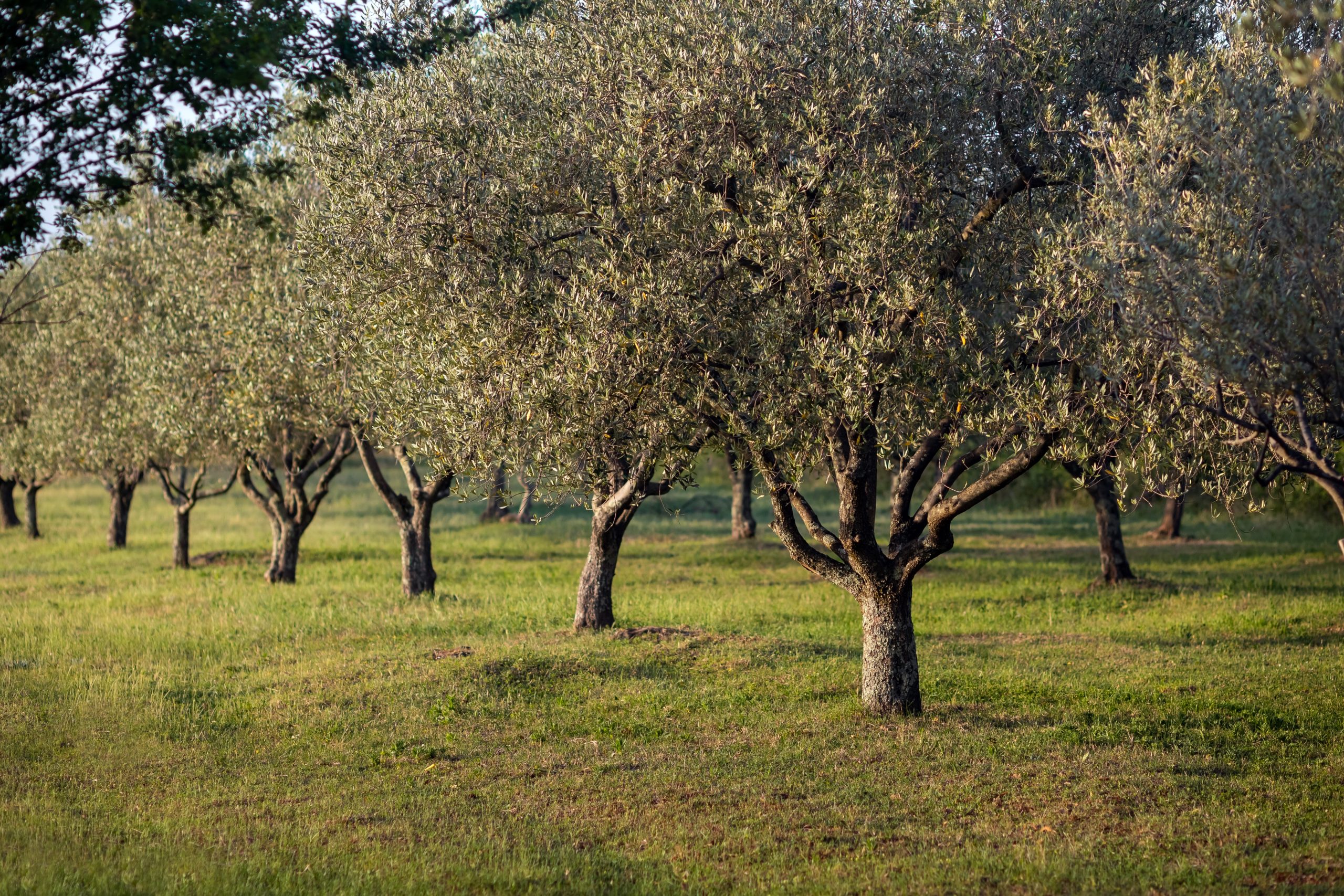 OLIFE natura